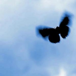 黄色妈妈爰在树林
