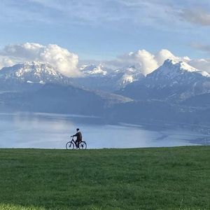 黄色妈妈爰在树林
